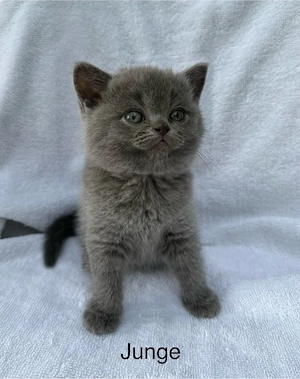 Bkh kitten 