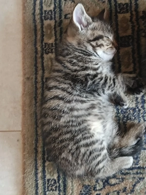 BKH Kitten, Mutti reinrassig, Vater - mischlung, suchen neue Liebe ins neue Familie.