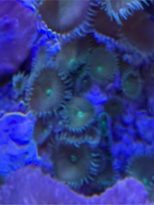 Ablegerstein mit Krustenanemonen