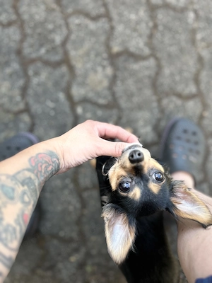 Chihuahua Welpen 