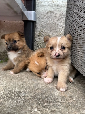 Yorkshire Terrier - Zwergspitz Welpen 