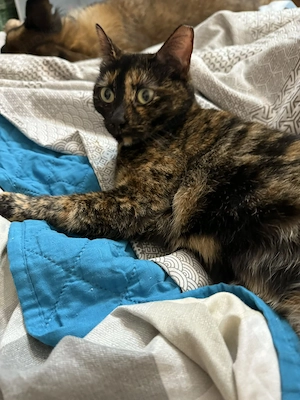 Bildschöne Tortie Katze, 2 Jahre Bild 2