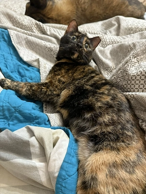 Bildschöne Tortie Katze, 2 Jahre Bild 3