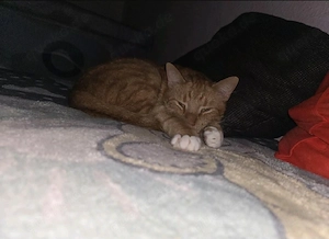 Roter kastrierter Kater