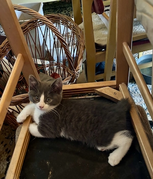 Katzenbabys vom Land 