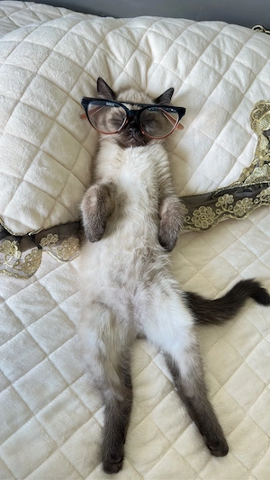 BKH , BLH Kitten ab sofort