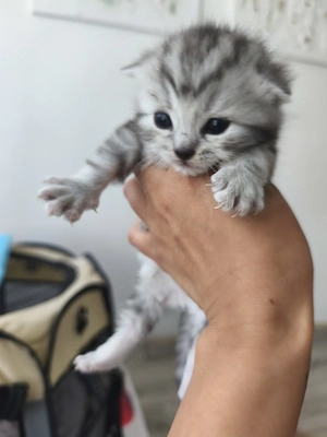BKH Tabby Babys Kätzchen ab sofort zu reservieren 