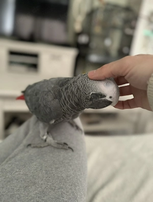 Roko der Graupapagei 