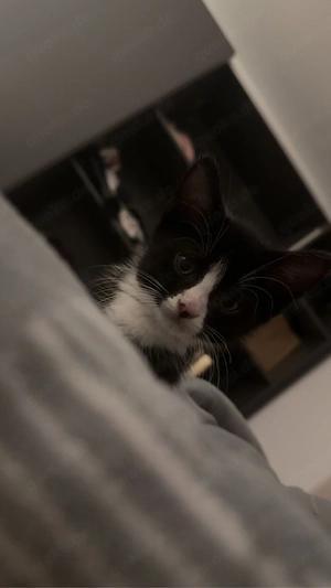 Kitten sucht liebevolles zuhause 