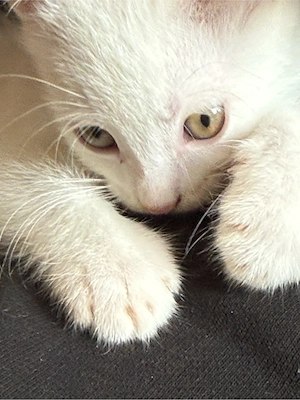 süßer kater 