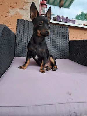 Prager-Toy 