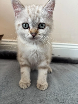 Süßes weiß gestreifte Britisch Kurzhaar (BKH) Kitten sucht liebevolles Zuhause   