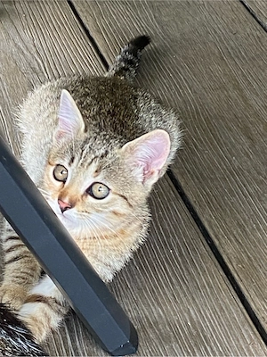 Katzenbabys