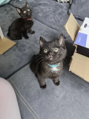 Verkaufe 3 Katzen babys Mischlinge aus Britisch Kurzhaar und Hauskatze