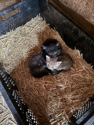 Katzen, Kitten 