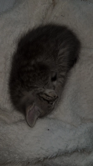 Katzenbaby zu verkaufen 