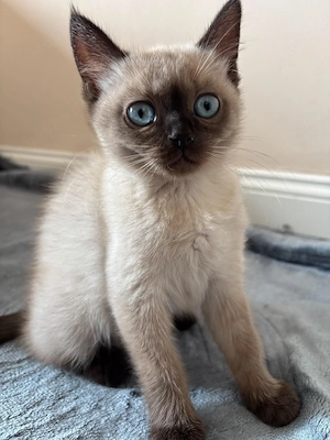 Süßes graues  Britisch Kurzhaar (BKH) Kitten sucht liebevolles Zuhause   