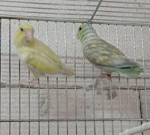 Blaugenick-Sperlingspapageien