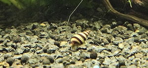 Raubschnecken gegen schneckenplage im Aquarium 