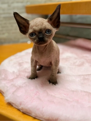 Devon Rex Kitten Katze geimft gechippt Stammbaum 