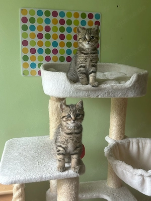Reinrassige BKH Kitten :  Nur 1 Katze vorhanden !