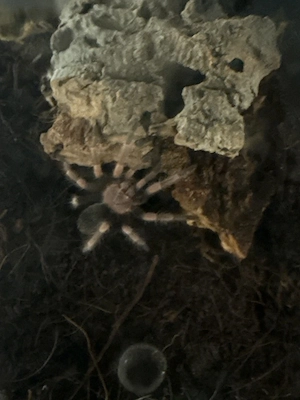 Brachypelma Smithi ( Vogelspinne)