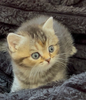    Britisch Kurzhaar Kitten suchen ein liebevolles Zuhause   