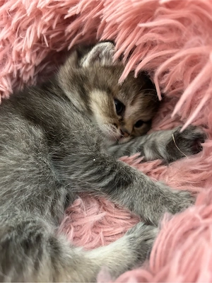 BKH Kitten