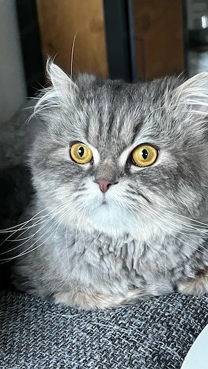 Unser reinrassiger Perserkater Lucio freut sich auf Damenbesuch
