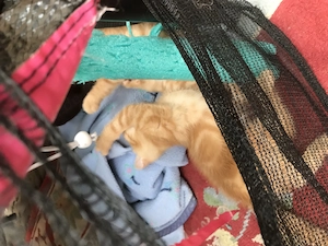 Katzen Kitis mischlinge