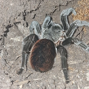 Brachypelma Vagans 0.1