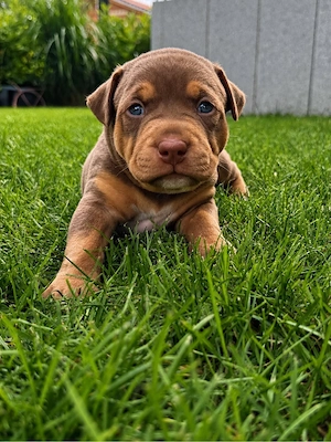 American Bully Xl Welpen