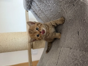 Britisch Kurzhaar Kitten