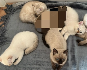 Süße  Britisch Kurzhaar (BKH) Kitten suchen liebevolles Zuhause   