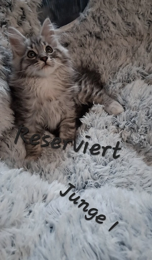 Meine coon kitten 