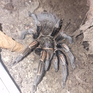 0.1 Lasiodorides Striatus