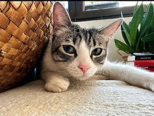 Simba Verspielter Kater sucht spannende Familie