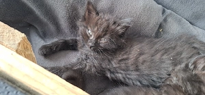 Wunderschöne BKH Katzenbabys