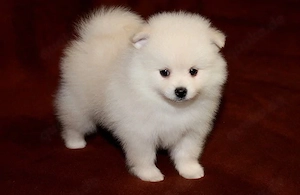 Pomeranian-Hunde, männlich und weiblich