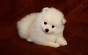 Pomeranian-Hunde, männlich und weiblich
