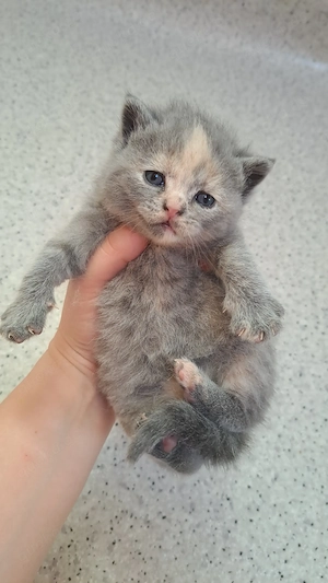 Bkh britisch kitten katzenbaby mit Stammbaum tortie Mädchen 