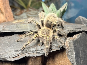 Grammostola Pulchripes