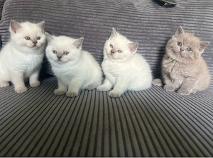 BKH-Kitten zu verkaufen   liebevoll aufgezogen   
