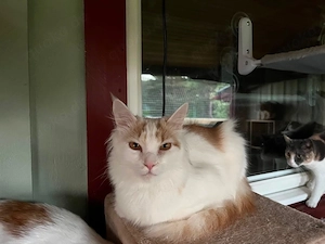 Kater Mango (weiss rot) sucht seine Menschen