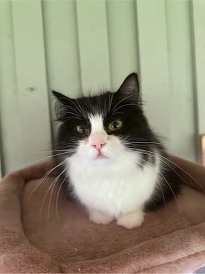 Kätzin Isabell (schwarz weiss)  sucht ihre Menschen