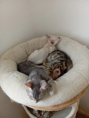 Bengal kitten abzugeben 