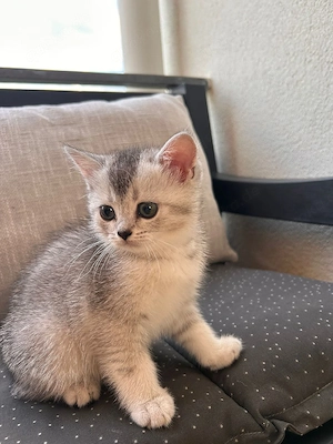 Bkh Baby Katze