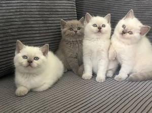 BKH Kitten