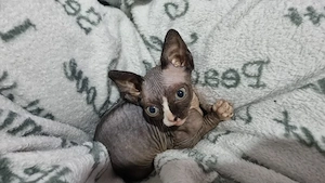 Verspielte Canadian Sphynx Kitten zu verkaufen