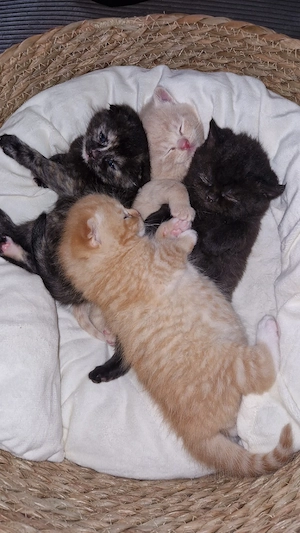 4 süße bkh kitten suchen